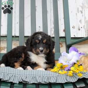 Catherine, Bernedoodle Puppy